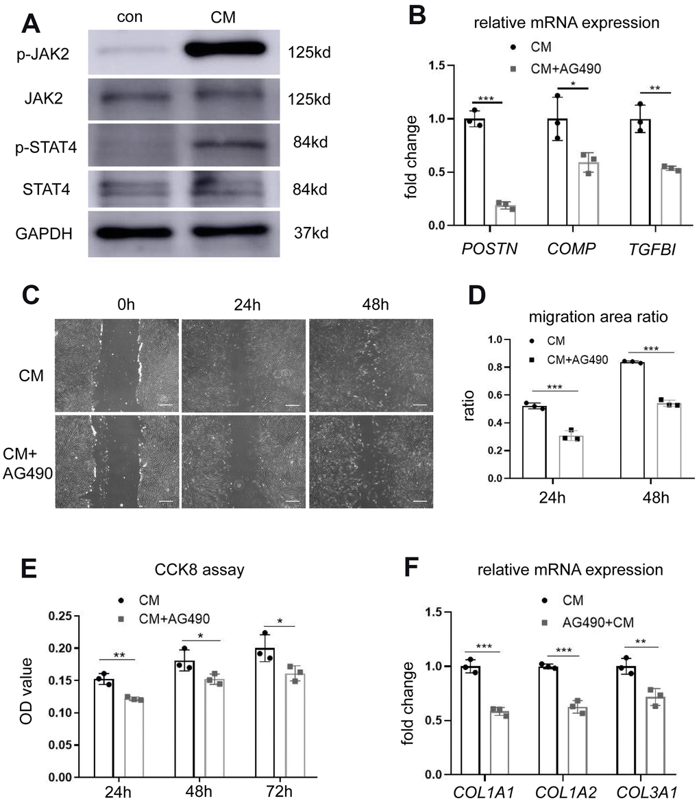 BMSC-CM activated fibroblasts by activating the JAK2/STAT4 pathway. (A) The expression of JAK2, p-JAK2, STAT4, and p-STAT4 in fibroblasts treated with different media was determined by western blotting. (B) The expression of three most significant DEGs (POSTN, COMP, and TGFBI) in fibroblasts treated with JAK2 inhibitor AG490 (10 μM). (C) Wound–scratch assay in fibroblasts treated with or without JAK2 inhibitor AG490 (10 μM) at 0 h, 24 h, and 48 h (magnification, ×40). Scale bar = 400 μm. (D) The percentage of migration area in different groups. (E) The CCK-8 assay showing reduced proliferation of fibroblasts treated with BMSC-CM after treatment with AG490. (F) Collagen synthesis in fibroblasts after AG490 treatment was determined by RT-PCR. Data are shown as means ± standard deviation (SD). *P **P ***P 