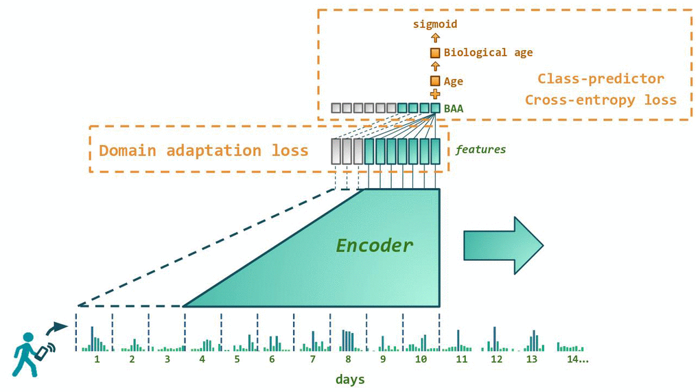 Architecture of the neural network predicting biological age acceleration (BAA). GeroSense model predicts BAA once per day based on step counts recorded by wearable or mobile device sensors using each individual’s week-long physical activity tracks. The network components responsible for the feature extraction and BAA output are shown in green. BAA can be predicted for any sample of arbitrary length exceeding one week. For example, BAA on day 10 is predicted using the step counts data coming from day 4 through day 10, and so forth. Shown in red are the network components used only during the training procedure. One is the discriminator responsible for domain adaptation between e.g. smartphones and smartwatches. The other is the class predictor based on the log-odds ratio trained to predict morbidity binary status for UK Biobank and NHANES.