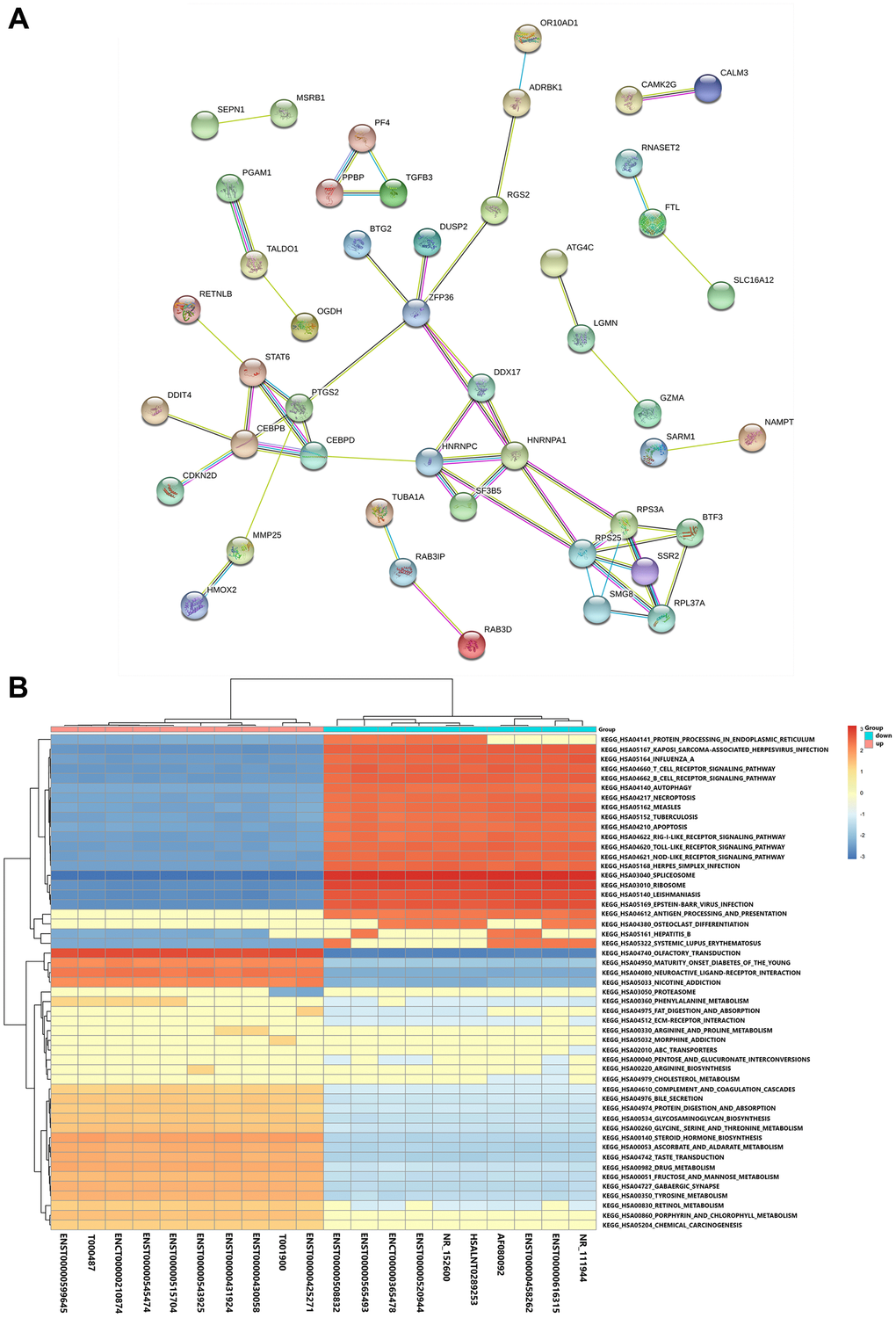 Functional and pathway analyses. (A) Protein-protein interaction network of the DE mRNAs. (B) GSEA of the top 10 DE lncRNAs based on their fold-changes.
