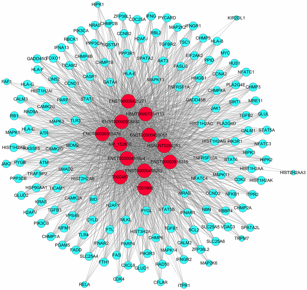 CNC network analysis. Red nodes are lncRNAs; blue nodes are mRNAs. Positive correlations are represented by solid lines; negative correlations are represented by dashed lines.