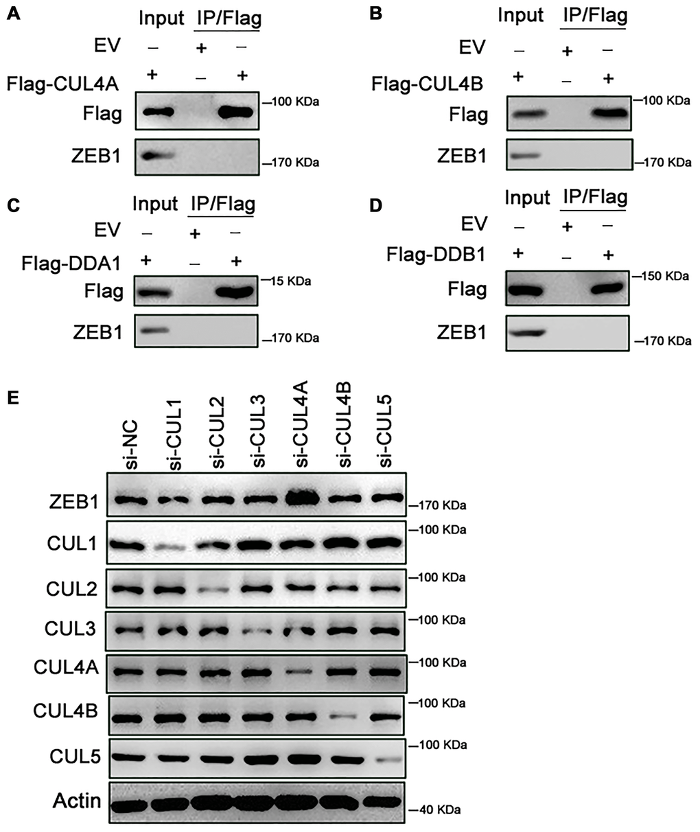 Knockdown of CUL4A promotes the stability of ZEB1. (A–D) HEK293T cells were transfected with Flag-CUL4A, Flag-CUL4B, Flag-DDA1 and Flag-DDB1 respectively. After 24h, cells were treated with 10 μM MG132 for 6h. Cell lysates were immunoprecipitated using FLAG-M2 agarose beads and analyzed by immunoblotting with the indicated antibodies. (A) Ectopically expressed CUL4A didn’t bind with endogenous ZEB1. (B) Ectopically expressed CUL4B didn’t bind with endogenous ZEB1. (C) Ectopically expressed DDA1 didn’t bind with endogenous ZEB1. (D) Ectopically expressed DDB1 didn’t bind with endogenous ZEB1. (E) SMMC-7721 cells were transfected with the control or si-CUL1, si-CUL2, si-CUL3, si-CUL4B and si-CUL5 respectively. Cell lysates were analyzed by immunoblotting with the indicated antibodies. Expression of si-CUL1, si-CUL2, si-CUL3, si-CUL4B and si-CUL5 had no effect on ZEB1 degradation, in contrast, si-CUL4A promoted the ZEB1 protein expression.