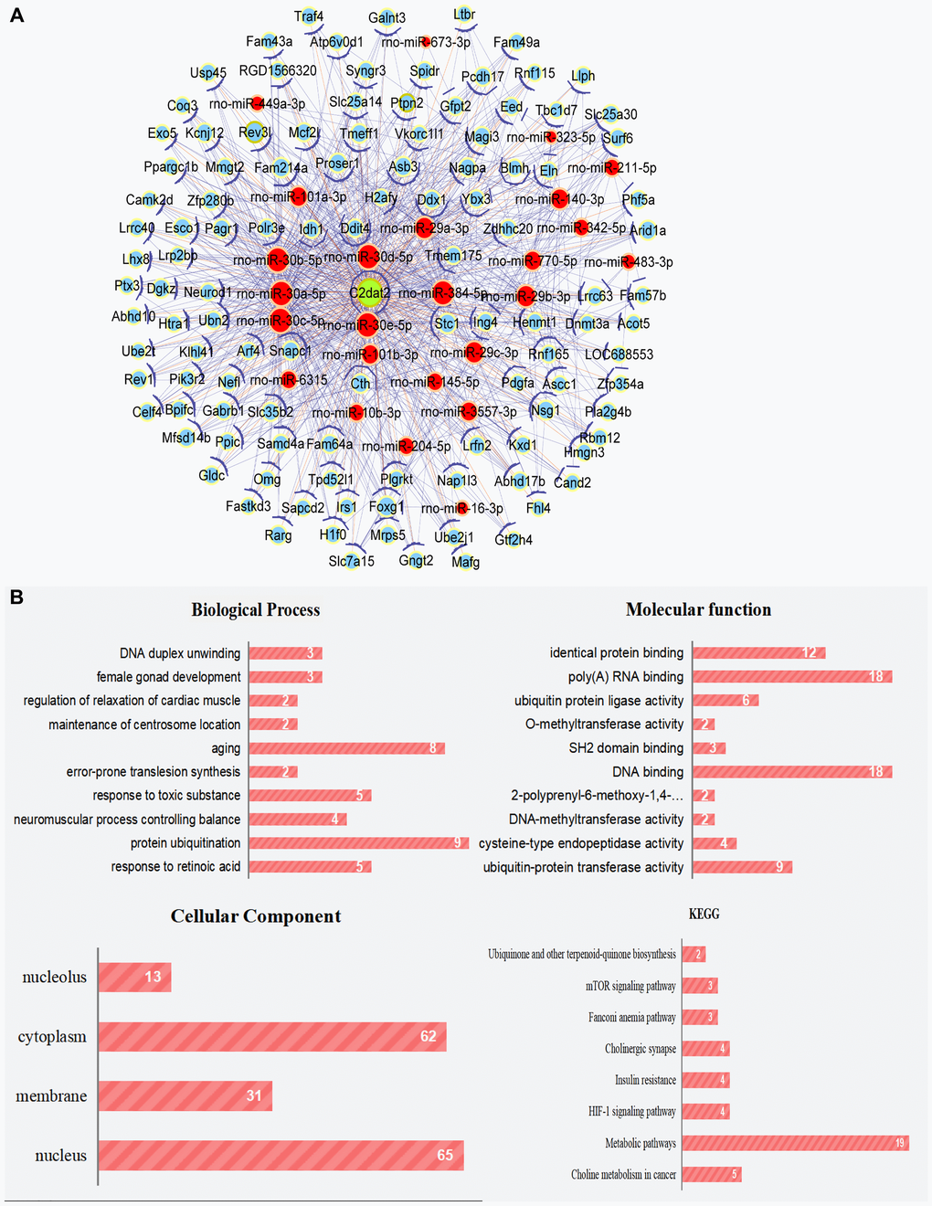 Cytoscape works with the ceRNA network of C2dat2. (A) ceRNA network of C2dat2. Green nodes denote lncRNAs, blue nodes denote coding genes, and red nodes denote miRNA. The blue lines between two nodes indicate positively correlated interactions between genes, and the orange lines indicate negatively correlated interactions. (B) BP, CC, and MF of the GO term and KEGG enrichment analyses of C2dat2-associated mRNA.