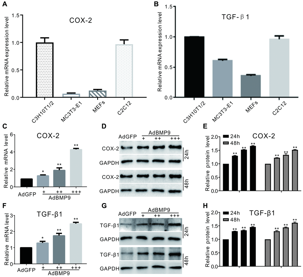 The effect of BMP9 on TGF-β1 and/or COX-2 in MSCs. (A) and (B) show real-time PCR analysis results of COX-2 or TGF-β1 expression in several kinds of progenitor cells. (C) COX-2 mRNA expression induced by BMP9 (real-time PCR). (D) Western blotting of the BMP9-induced protein level of COX-2. (E) Quantification of western blots showing the effect of BMP9 on COX-2 protein levels. (F) Real-time PCR data show that TGF-β1 was induced by BMP9. (G) Western blotting results show that TGF-β1 was induced by BMP9. (H) Quantification of western blotting shows that TGF-β1 was induced by BMP9. All experiments were performed in C3H10T1/2 cells. “+”, “++” and “+++” indicate increasing titer of recombinant adenovirus; “*”p “**”p 