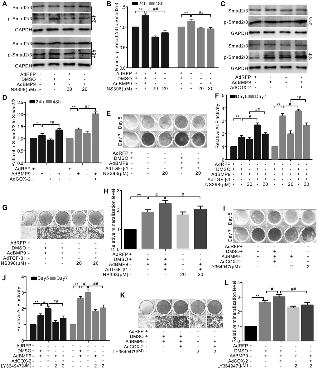 The effect of TGF-β1 and/or COX-2 on osteoblastic markers induced by BMP9 in C3H10T1/2 cells. (A) Western blotting shows that NS-398 and/or BMP9 affect Smad2/3 and p-Smad2/3 (phosphorylated Smad2/3). (B) Quantification results of Western blots assay shows Smad2/3 or p-Smad2/3 was affected by NS-398 and/or BMP9. (C) Western blotting shows the level of Smad2/3 or p-Smad2/3 was affected by COX-2 and/or BMP9. (D) Quantification results of western blot assay shows the level of Smad2/3 and/or p-Smad2/3 was affected by COX-2 and/or BMP9. (E) ALP staining shows the effect of NS-398, TGF-β1, and/or BMP9 on ALP activity. (F) Quantification of ALP staining shows that ALP activities were affected by NS-398, TGF-β1, and/or BMP9. (G) Alizarin Red S staining shows that the mineralization was affected by NS-398, TGF-β1, and/or BMP9. (H) Quantification results of Alizarin Red S assay shows that mineralization was affected by NS-398, BMP9, and/or TGF-β1. (I) ALP assay shows the BMP9-induced ALP activities was affected by COX-2 and LY364947. (J) Quantification of ALP assay shows that ALP activities were affected by COX-2, LY364947, and/or BMP9. (K) Alizarin Red S staining shows that the mineralization was affected by COX-2, LY364947, and/or BMP9. (L) Quantification results of Alizarin Red S staining shows that mineralization was affected by COX-2, LY364947, and/or BMP9. LY364947: TGF-βRI inhibitor; NS-398: COX-2 inhibitor. “**”p “#”p “##”p 