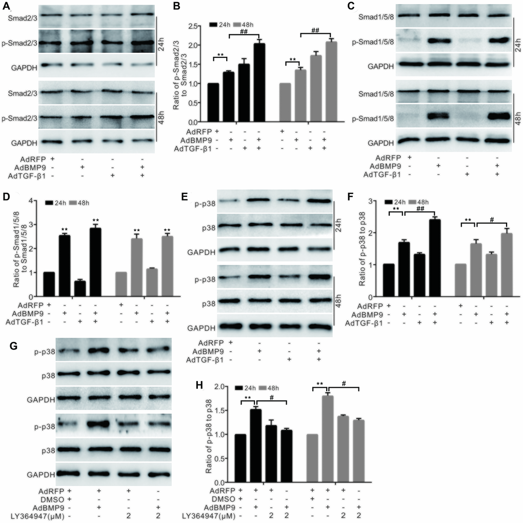 The effect of BMP9 and/or TGF-β1 on the p38 signaling in MSCs. (A) Western blotting shows that the level of Smad2/3 or p-Smad2/3 was affected by TGF-β1 and/or BMP9. (B) Quantification results of western blots shows that the level of Smad2/3 or p-Smad2/3 was affected by COX-2 and/or BMP9. (C) Western blotting shows the effects of TGF-β1 and BMP9 on the levels of Smad1/5/8 and p-Smad1/5/8. (D) Quantification of western blots shows that the levels of Smad1/5/8 and p-Smad1/5/8 were affected by BMP9. (E) Western blotting shows the effect of TGF-β1 and/or BMP9 on the level of p38 and p-p38. (F) Quantification results of western blots shows the level p38 and p-p38 was affected by TGF-β1 and/or BMP9. (G) Western blotting shows that the level of p38 and p-p38 was affected by LY364947 and/or BMP9. (H) Quantification of western blots shows that the level of p38 and p-p38 was affected by LY364947 and/or BMP9. LY364947: TGF-βRI specific inhibitor. “**”p “#”p “##”p 
