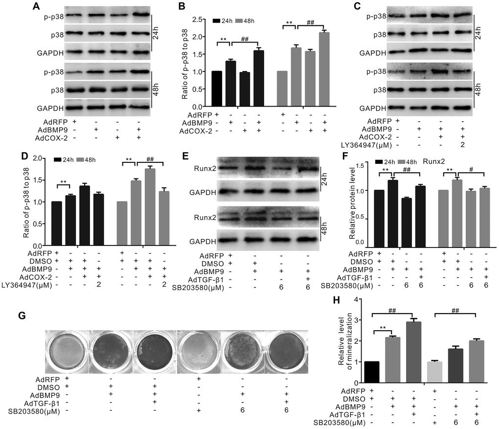 The role of p38 in mediating the effect of COX-2 and/or TGF-β1 on enhancing the osteogenic potential of BMP9 in MSCs. (A) Western blotting shows that the levels of p38 and p-p38 were affected by BMP9 and/or COX-2. (B) Quantification of western blots shows that the level of p38 and p-p38 was affected by BMP9 and/or COX-2. (C) Western blotting shows that the level of p38 and p-p38 was affected by LY364947, COX-2, and/or BMP9. (D) Quantification results of western blots assay shows that the level of p38 and p-p38 was affected by LY364947, COX-2, and BMP9. (E) Western blotting shows the potential effect of BMP9, TGF-β1, and/or SB203580 on Runx2. (F) Quantification results of western blots shows the level of Runx2 was affected by BMP9, TGF-β1, and/or SB203580. (G) Alizarin Red S staining shows that the mineralization was affected by BMP9, TGF-β1, and/or SB203580 (day 20). (H) Quantification results of Alizarin Red S assay shows that mineralization was affected by BMP9, TGF-β1, and/or SB203580. SB203580: p38 MAPK specific inhibitor; LY364947: TGF-βRI specific inhibitor. “**”p “#”p “##”p 