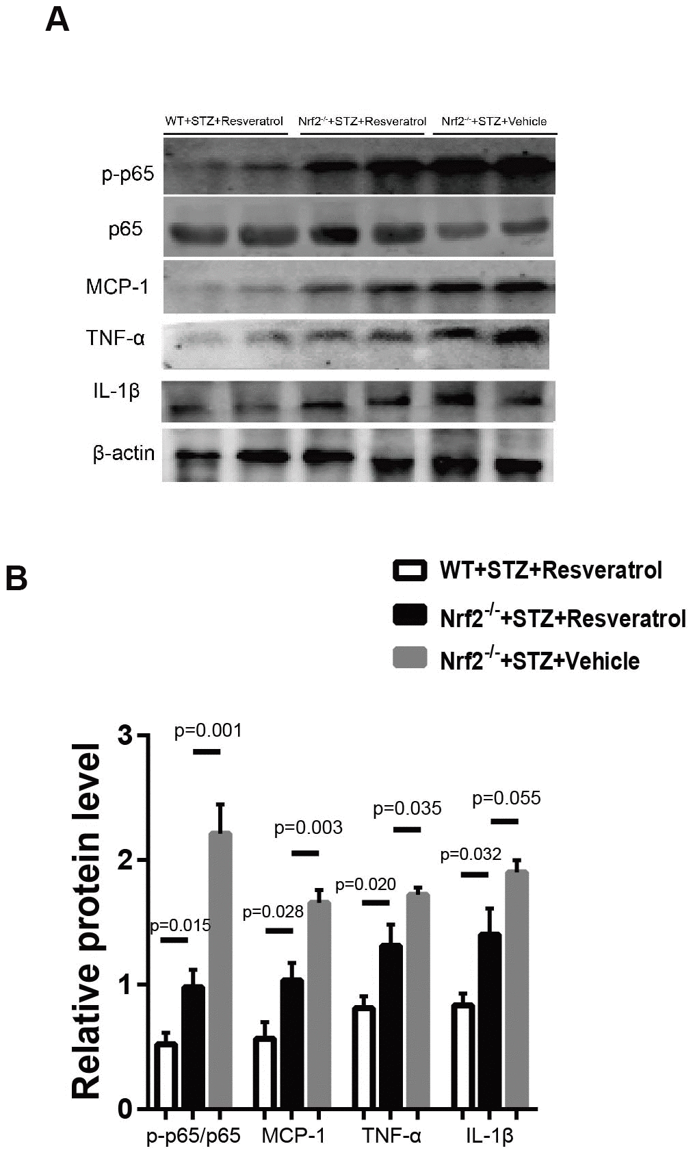 (A, B) Western blot analyses of lysates of p-p65/p65, MCP-1, TNF-a, IL-1β; from Nrf2-/-+STZ+Resveratrol, Nrf2-/-+STZ+Vehicle and WT+STZ+Resveratrol mice using the indicated antibodies at 12 weeks after STZ injection(n = 3 mice per group; data are presented as means ± SEM).