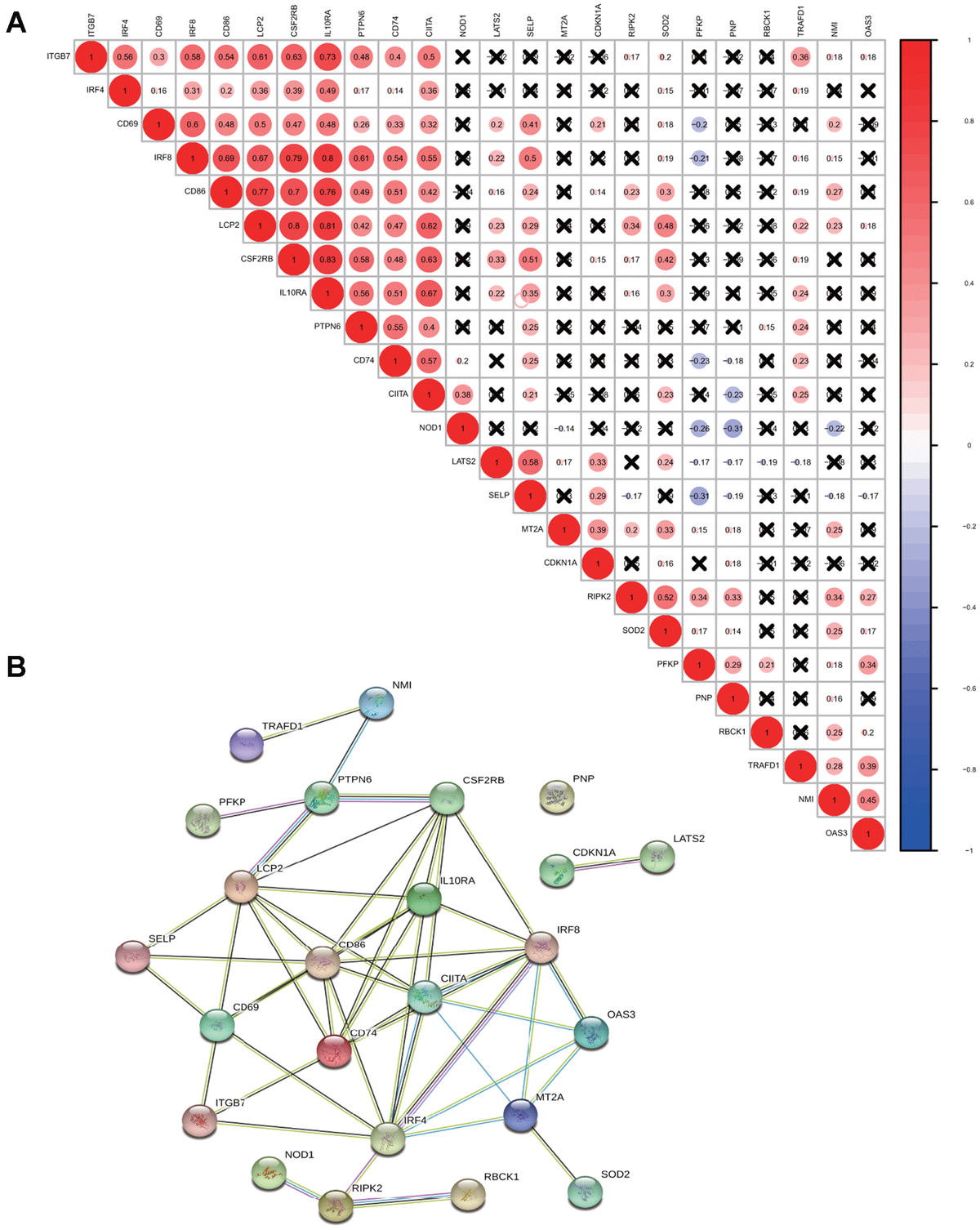 Seven Interferon Gamma Response Genes Serve As A Prognostic Risk