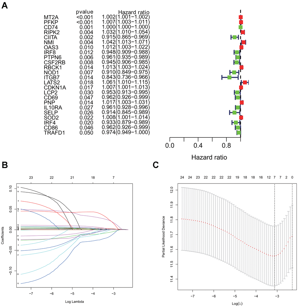 Univariate cox and LASSO Cox regression analysis for overall survival related interferon gamma response genes. (A) Forest plots showing the prognostic value detection of various clinical features and the risk score, in which the HRs, corresponding 95% confidence intervals, and p values are displayed. (B) LASSO regression analysis was used to calculate the coefficient of interferon gamma response genes. (C) Seven genes were selected as active covariates to determine the prognostic value after 10-fold cross-validation for the LASSO model.