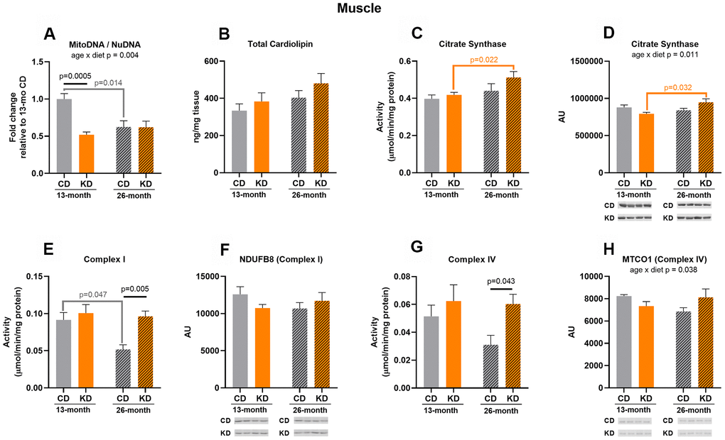 Markers of mitochondrial content in hindlimb skeletal muscle of male mice after 1 month (13 months of age) and 14 months (26 months of age) on diet (n=4-6). (A) Mitochondrial to nuclear DNA ratio. Quantification of (B) total cardiolipin. Enzymatic activities for (C) citrate synthase, (E) Complex I, and (G) Complex IV. Quantification of (D) citrate synthase, (F) NDUFB8, and (H) MTCO1 protein levels by western blots. Diets: CD = control, KD= Ketogenic. Ages: solid bar = 13 months, dashed bar = 26 months. Values are expressed as mean ± SEM. 2-way ANOVAs followed by Bonferroni post hoc tests.