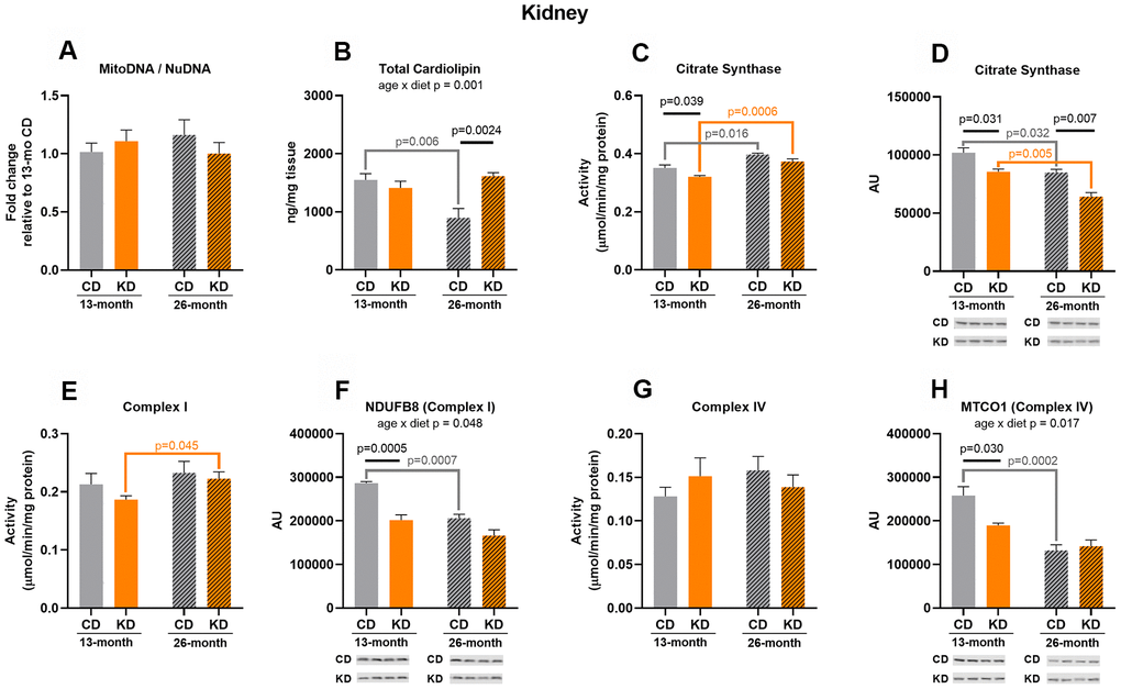 Markers of mitochondrial content in kidney of male mice after 1 month (13 months of age) and 14 months (26 months of age) on diet (n=4-6). (A) Mitochondrial to nuclear DNA ratio. Quantification of (B) total cardiolipin. Enzymatic activities for (C) citrate synthase, (E) Complex I, and (G) Complex IV. Quantification of (D) citrate synthase, (F) NDUFB8, and (H) MTCO1 protein levels by western blots. Diets: CD = control, KD= Ketogenic. Ages: solid bar = 13 months, dashed bar = 26 months. Values are expressed as mean ± SEM. 2-way ANOVAs followed by Bonferroni post hoc tests.