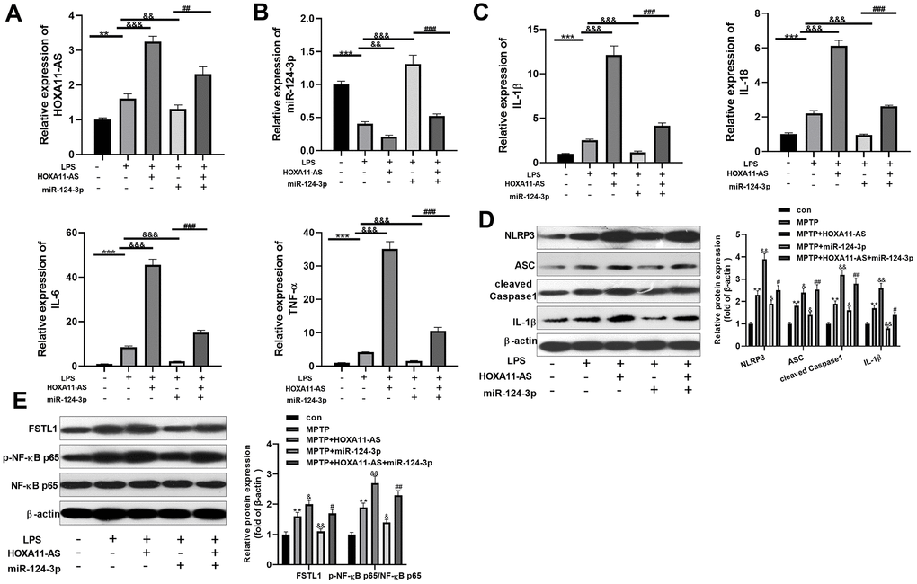 Inhibition of long non-coding RNA HOXA11-AS against 
