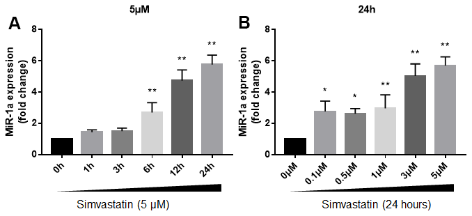 Statin induces excessive expression of miR-1a in skeletal muscle cells. (A) Cultured skeletal muscle cells were treated with simvastatin (5 μM) as indicated time points. The expressions of miR-1a was assayed using quantitative real-time PCR. N = 5 per group. **P B) Cultured skeletal muscle cells were treated with simvastatin (24 hours) as indicated concentration points. The expressions of miR-1a was assayed using quantitative real-time PCR. N = 5 per group. *P **P post-hoc tests was used to determine P value in (A, B).