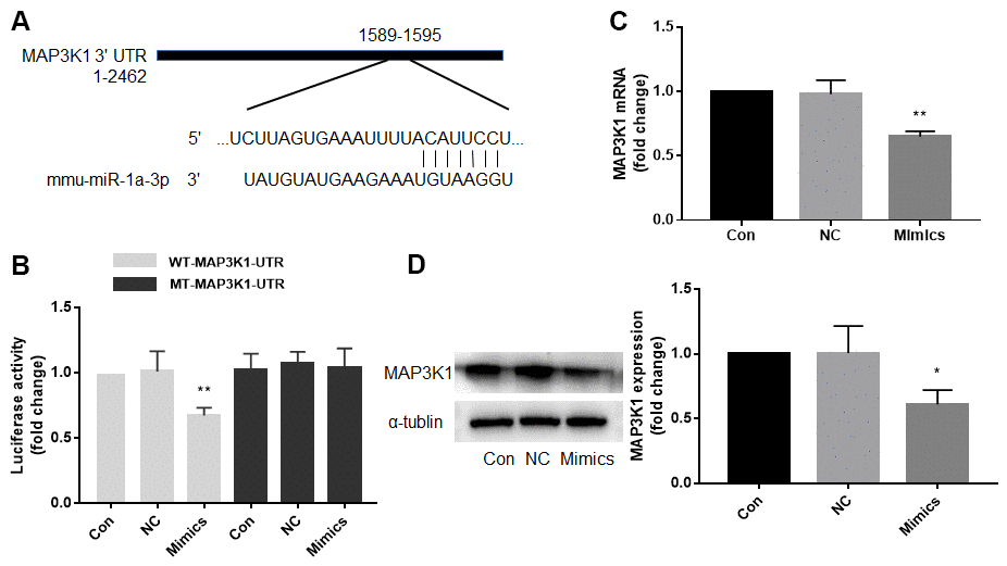 Mitogen-activated protein kinase kinase kinase 1 (MAP3K1) is a target gene of miR-1a. (A) Computational target-scan analysis showed that miR-1a is able to bind the highly conserved target site (1589-1595, 5′-ACAUUCC-3′) in the 3′-UTR of MAP3K1 mRNA. (B) Plasmid of luciferase reporter construction containing 3′-UTR of MAP3K1 mRNA (WT-MAP3K1-UTR) or mutant of MAP3K1-UTR (MT-MAP3K1-UTR) was co-transfected with miR-1a negative control (NC) or mimics in HEK293 cells. The luciferase activities in total cell lysates were assayed. N is 5 in each group. **PC, D) Cultured skeletal muscle cells were transfected with miR-1a NC and mimics for 48 hours. The mRNA level of MAP3K1 in (C) and protein level in (D) were analyzed using real-time PCR and western blot, respectively. N is 5 in each group. *P **P post-hoc tests was used to determine P value in (B–D).