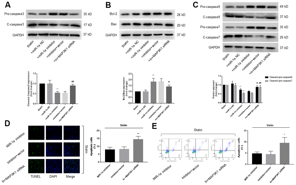 The miR-1a-MAP3K1 pathway mediates statin-induced cell apoptosis in skeletal muscle cells. Cultured skeletal muscle cells were transfected with miR-1a inhibitor and/or MAP3K1 siRNA for 48 hours followed by statin treatment for 24 hours. (A–C) Cells were subjected to detect the protein levels of pro-/cleaved-caspase3 in (A) bcl-2 and bax in (B) and pro-/cleaved-caspase7, 9 in (C) by western blot. N is 5 in each group. **P#P##PD, E) Cell apoptosis was determined by TUNEL in (D) and flow cytometry in (E). *P **P post-hoc tests was used to determine P value in (A–E).