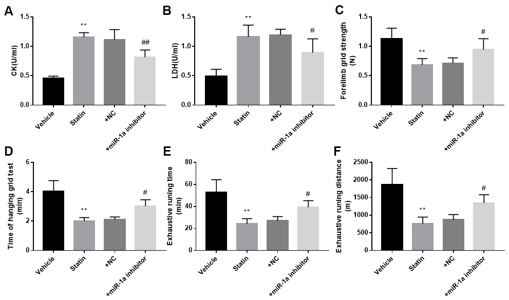 Inhibition of miR-1a improves the exercise ability in mice treated with statin. The protocol for animal experiments was shown in Figure 6A. (A, B): The levels of creatine kinase (CK) and lactate dehydrogenase (LDH) in plasma from mice were assayed. (C–F) The exercise capacity was determined, and the forelimb grip strength in (C) hanging grid time in (D) exhaustive running time in (E) and distance of exhaustive running in (F) were calculated. N is 10-15 in each group. **P #P##Ppost-hoc tests was used to determine P value in (A–F).