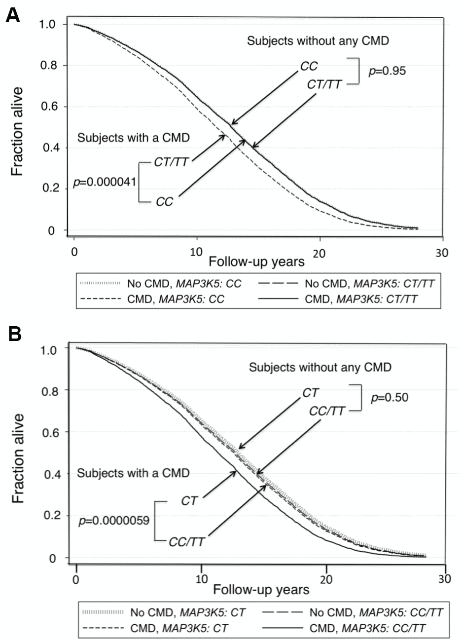 Survival curves spanning the period from baseline (1991–1993) to Dec 31, 2019 for men with and men without a CMD according to genotypes of MAP3K5 SNP rs2076260. The survival probabilities were estimated from the Cox proportional hazard model: h(t) = h(t0) * exp(β1*Age + β2*BMI + β3*Glucose + β4*CMD + β5*MAP3K5