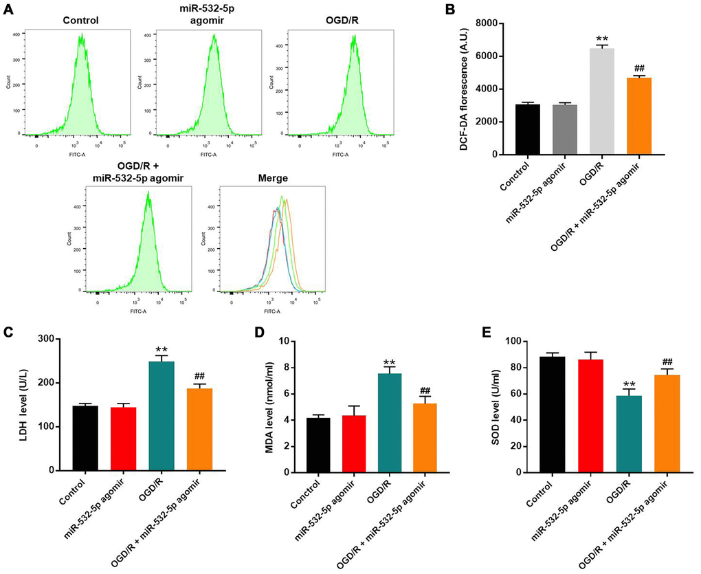 MiR-532-5p overexpression significantly reduces OGD/R-induced oxidative stress in SH-SY5Y cells. (A) FACS plots show ROS levels based on DCF-DA fluorescence intensity in control and miR-532-5p agomir-transfected SH-SY5Y cells treated with or without OGD/R. (B) The histogram plots show the levels of DCF-DA fluorescence intensity in control and miR-532-5p agomir-transfected SH SY5Y cells treated with or without OGD/R. (C–E) The histogram plots show the concentrations of (C) LDH, (D) MDA and (E) SOD in the supernatants of control and miR-532-5p agomir-transfected SH-SY5Y cells treated with or without OGD/R, as analyzed using ELISA kits. **P ##P 