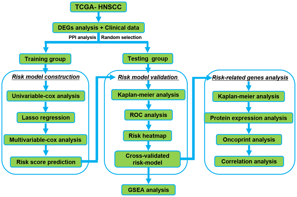 The Flowchart for identification the survival-related RBPs in HNSCC. RBPs: RNA binding proteins. HNSCC: Head and Neck Squamous Cell Carcinoma.