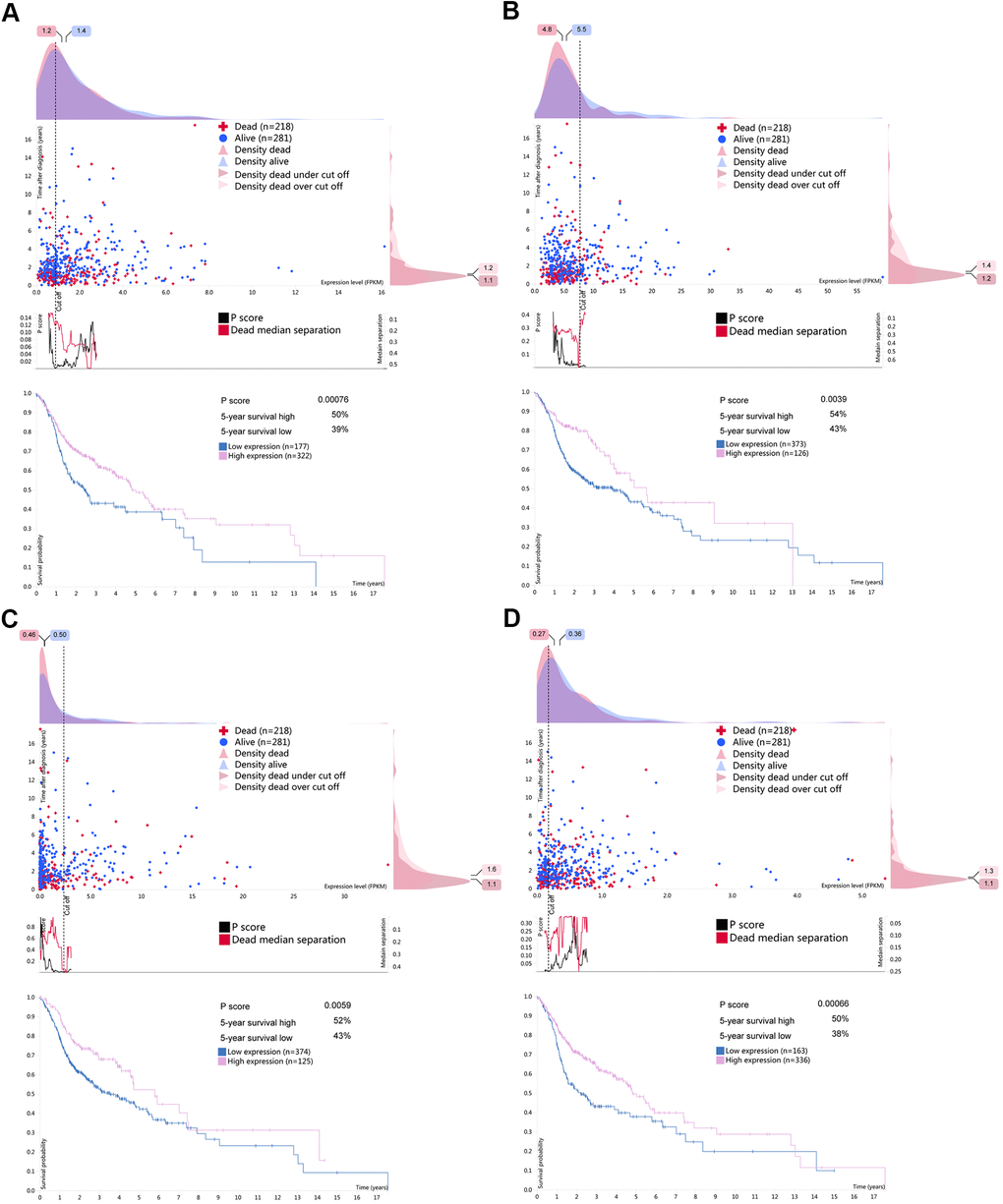 Survival associated RBPs expression in the human protein atlas database (HPA). Kaplan-Meier curves of survival associated (A) CELF2, (B) EZH2, (C) RNASE10 and (D) SIDT1 for HNSCC patients. Pink line indicates high expression group while blue line indicates low expression group.