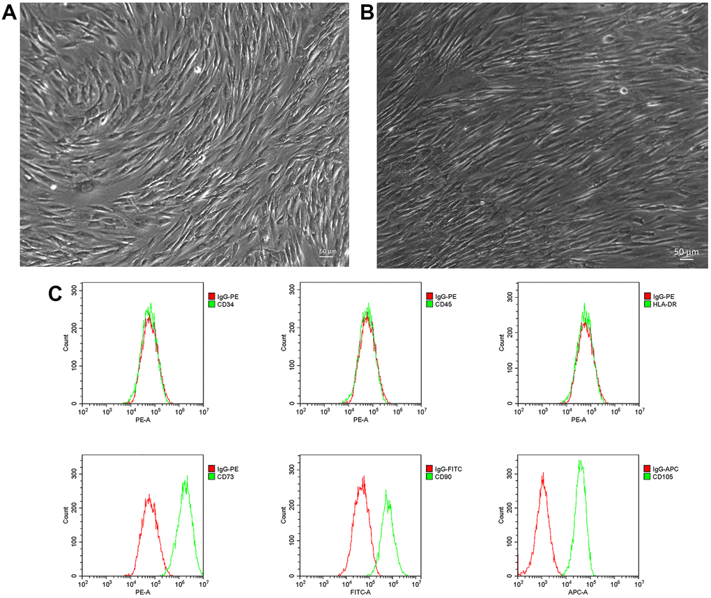 Isolation and phenotyping of in vitro cultured NP-MSCs. Representative phase-contrast images of passage 1 (A) and passage 2 (3 weeks) (bar = 50 μm) (B) NP-MSCs showing adherent cells with a long-spindle shape morphology. (C) Analyses of cell surface markers of NP-MSCs by flow cytometry, showing positive CD105, CD90, CD73 and negative CD34, CD45 and HLA-DR. All the samples were from case 5.