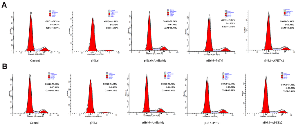 Acidic culture conditions inhibit cell cycle progression in human NP-MSCs which can be reversed using ASICs inhibitors. Flow cytometric DNA content profiles comparing cultured NP-MSCs derived from Pfirrmann grade II (A) and IV (B) cases cultured under control or acidic pH conditions in combination with or without treatment using Amiloride, PcTx1, APETx2, respectively. G0/G1, S and G2/M cell cycle phases were estimated as % totals using the ModFit software. The samples in (A) were from case 6 and that in (B) from case 11.