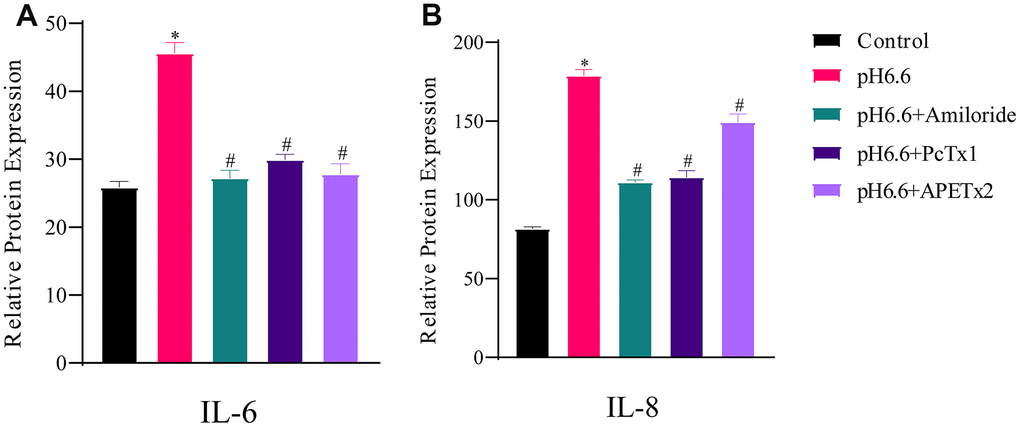 The production of secreted SASP cytokines by human NP-MSCs is increased by acidic culture and partially reversed by ASICs inhibition. ELISA assays measuring secreted IL-6 (A) and IL-8 (B) by human NP-MSCs after culture in control or acidic medium (pH 6.6) with or without treatment using the inhibitors Amiloride, PcTx1 or APETx2 as indicated. n=3; data are mean ±SD, * indicating P≤0.01 compared to control group at the same time points; # indicating P≤0.01 compared to pH 6.6 group at the same time points. The samples were from case 8.