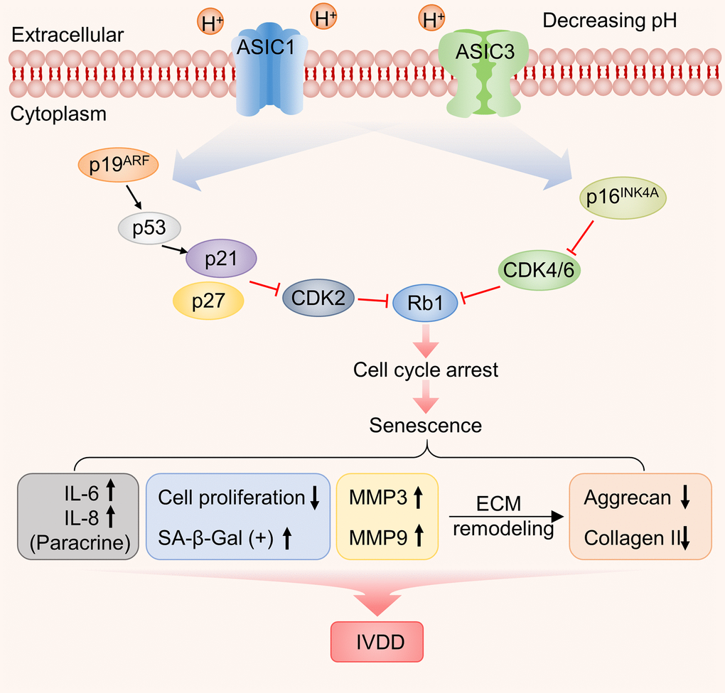 Working model illustrating the functional contribution of ASIC1/3 expression by NP-MSCs to the acidosis-associated development of IVDD.