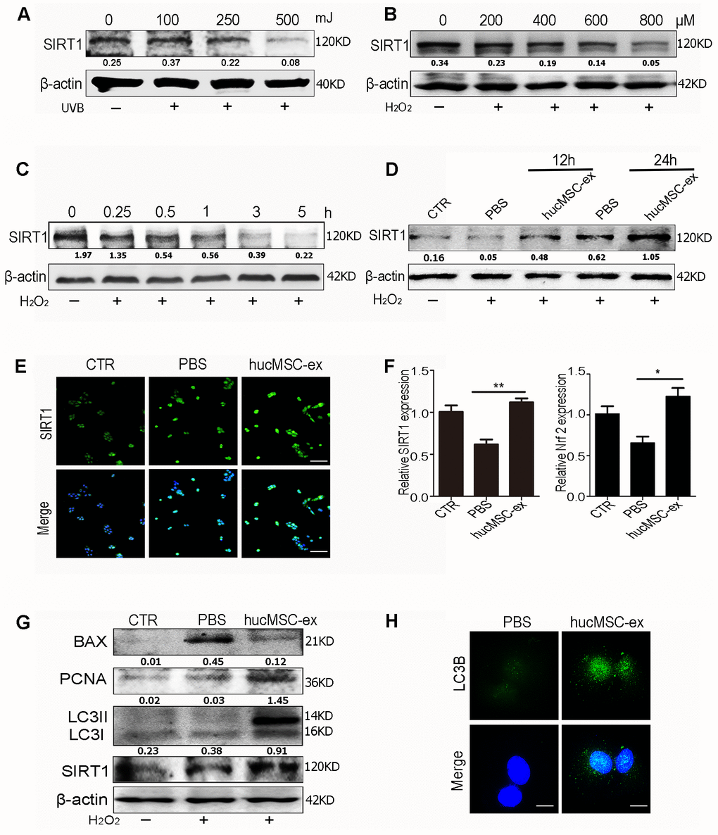 HucMSC-ex promote SIRT1 expression level under oxidative stress and activates autophagy to alleviate HaCaT cells damage. (A) Western blot analysis of SIRT1 expression level in HaCaT cells treated with different intensity of UVB. (B) Western blot analysis of SIRT1 expression level in HaCaT cells treated with different concentrations of H2O2. (C) Western blot detection of SIRT1 expression level in HaCaT cells treated with H2O2 at different times. (D) Western blot detection of SIRT1 expression level after H2O2 treatment of HaCaT cells at different times. (E) Immunofluorescence detection of SIRT1 expression level after H2O2 treatment of HaCaT cells. (F) qRT-PCR was used to detect the expression level of SIRT1 and Nrf2 mRNA of HaCaT cells after 24hours treatment with H2O2 (n = 3; *p G) Western blot detection of PCNA, Bax, LC3II, LC3I and SIRT1 protein expression level. (H) Immunofluorescence detection of hucMSC-ex effect on autophagy associated protein LC3B expression level.