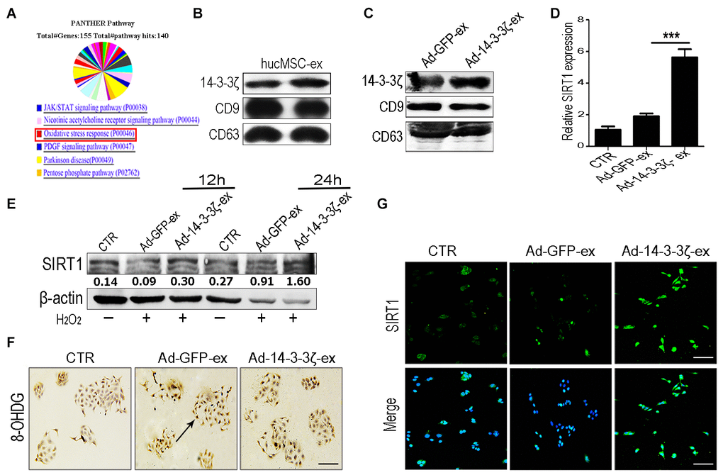 HucMSC-ex delivered 14-3-3ζ protect HaCaT cells from oxidative stress in vitro. (A) Western blot analysis of 14-3-3ζ expression level in Ad-GFP-ex and Ad-14-3-3ζ-ex. (B) qRT-PCR quantification of SIRT1 mRNA expression level in HaCaT cells treated with Ad-14-3-3ζ-ex after 24h (n = 3; *p C) Immunofluorescence staining detection of SIRT1 expression level in HaCaT cells treated with Ad-14-3-3ζ-ex after 24hours. (D) Western blot analysis of SIRT1 expression level in HaCaT cells treated with Ad-14-3-3ζ-ex after 12hours and 24hours. (E) The DNA damage of HaCaT cells after treatment with Ad-14-3-3ζ-ex was detected by immunohistochemistry staining. (F) Western blot method for the detection of SIRT1 expression level after transfection of HaCaT cells with different titers of adenovirus. (G) Immunofluorescence staining detection of SIRT1 expression level after transfection of adenovirus into HaCaT cells.