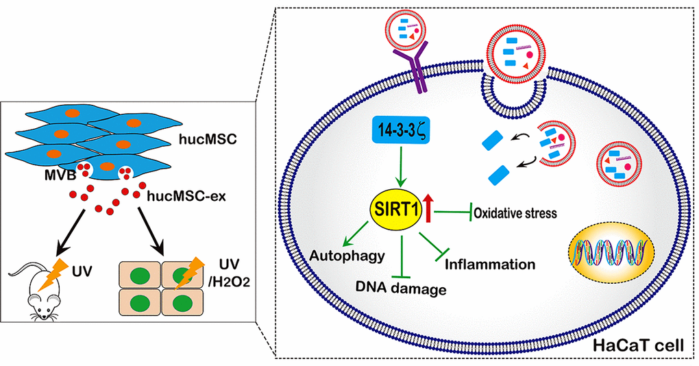 A proposed model for hucMSC-ex-specific 14-3-3ζ confer protection against UV-induced acute photodamage. hucMSC-ex play an important role of cytoprotection through inhibit oxidative stress and inflammatory, reduce UV-induced DNA damage, and promote autophagy activation in vivo and in vitro. Mechanically, the 14-3-3ζ proteins were carried by hucMSC-ex are responsible for up-regulation of SIRT1 expression.