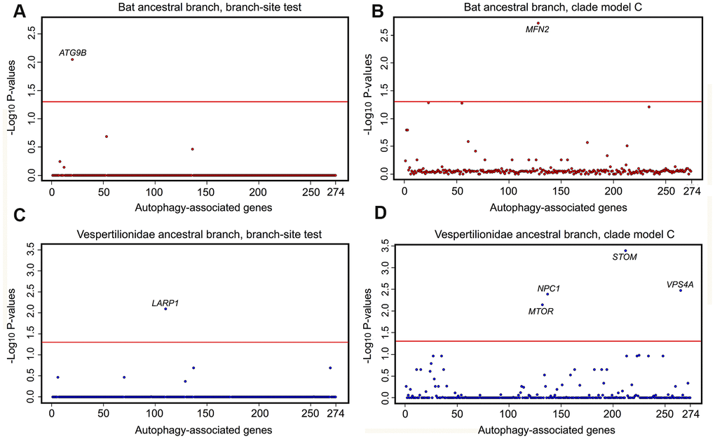 Selective pressure acting on autophagy-associated genes (n=274) in bat lineages. Results of tests for positive and divergent selection using the CodeML branch-site and clade model C models, conducted on the (A, C) the bat ancestor branch, (B, D) the vespertilionid ancestor. P values are transformed using −log10. Genes significant after FDR correction and appearing in both RefSeq and RefSeq+MAKER (including extra 8 species with highly fragmented genome assemblies) data sets are labelled above the red line, which indicates a significance cut-off of α = 0.05.