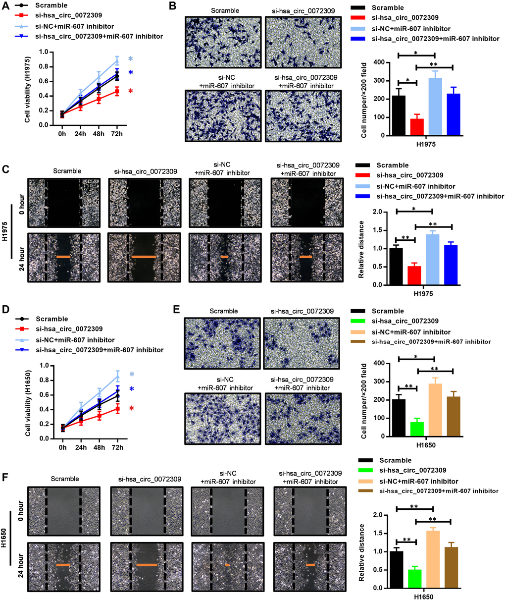 The miR-607 inhibitor reversed the suppressed cell proliferation, invasion and migration capability caused by hsa