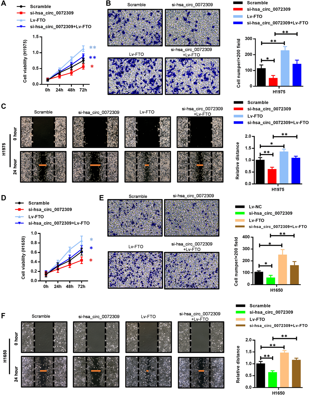 FTO overexpression reversed the suppressed cell proliferation, invasion and migration capability caused by hsa