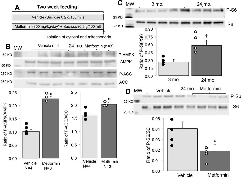 Administration of metformin increased phosphorylation of AMPK and ACC in aged mouse hearts. (A) Shows the protocol of metformin feeding. In metformin treated groups, metformin (300 mg/kg/day body weight) was dissolved in drinking water with sucrose (0.2g/100 ml) as sweetener and fed to mice for 2 weeks. In vehicle treated groups, mice were fed with drinking water with added sucrose (0.2g/100 ml). Compared to vehicle, metformin treatment increased the phosphorylation of AMPK and ACC in aged hearts, supporting that metformin feeding activates the AMPK in the aged hearts (B). The phosphorylation of protein S6 was increased with age, indicating an increased activity of mTORC1 (C). Metformin treatment decreased the age induced S6 phosphorylation (D). Mean ± SEM. *p