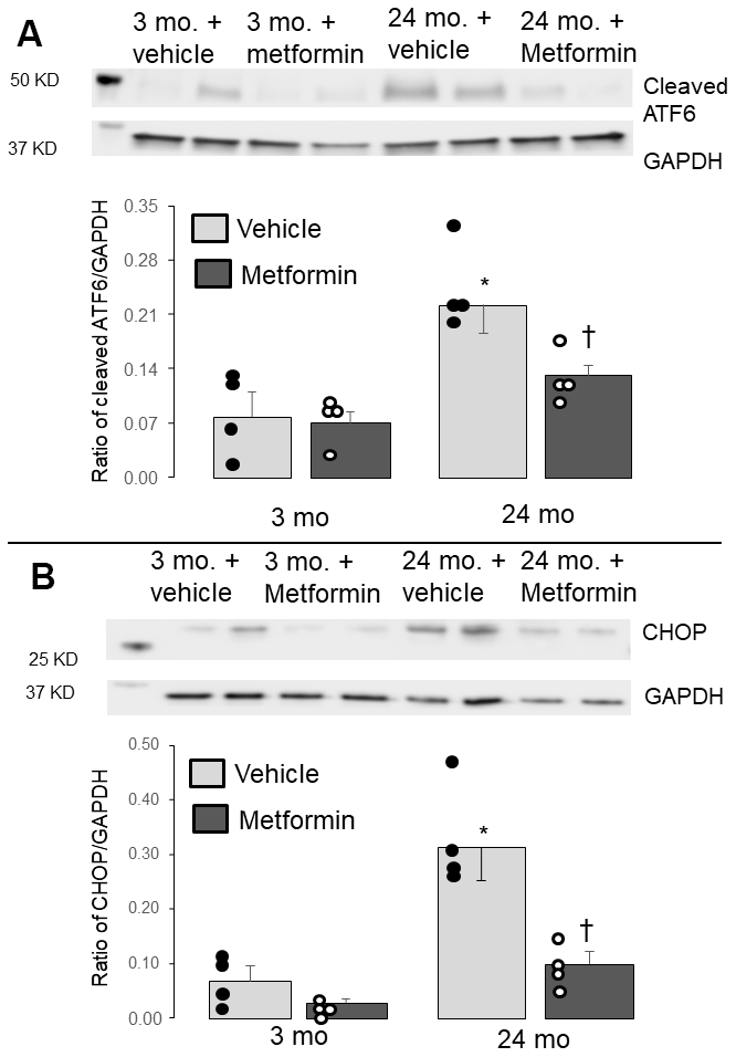Administration of metformin decreased the endoplasmic reticulum (ER) stress in aged mouse hearts. Compared to 3 mo., the contents of the cleaved ATF6 (A) and CHOP (B) were significantly increased in 24 mo., supporting the presence of increased ER stress in aged hearts. The contents of cleaved ATF6 and CHOP were markedly decreased in metformin-treated 24 mo. hearts compared to vehicle, supporting that metformin treatment decreased the ER stress present in aged hearts. Metformin treatment did not alter the ER stress in 3 mo. hearts. Mean ± SEM. *p