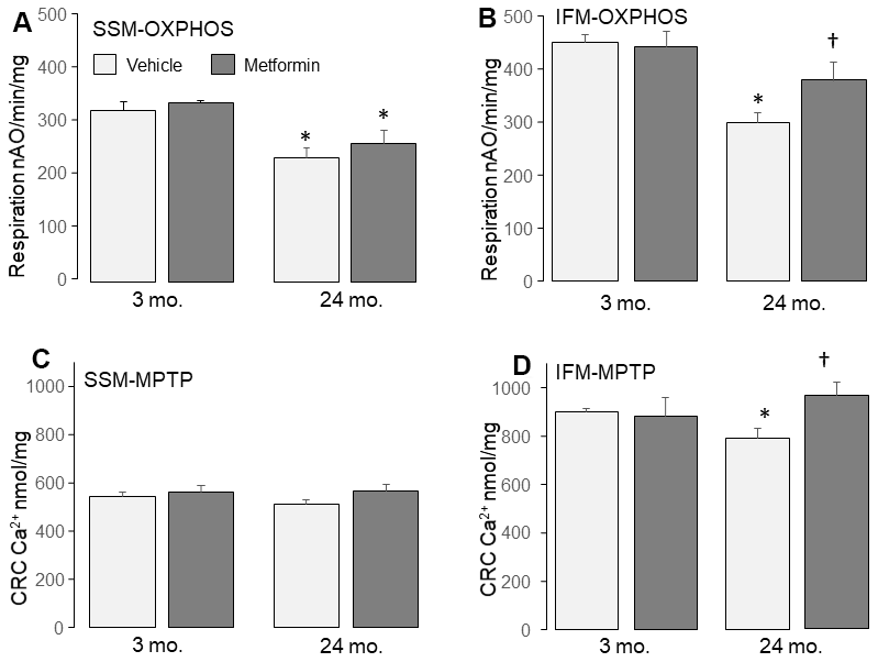 Administration of metformin improved mitochondrial function in aged IFM. Compared to 3 mo., dinitrophenol (DNP) uncoupled respiration was decreased in 24 mo. SSM (A) and IFM (B) using complex I substrate, supporting that aging impairs the mitochondrial respiratory chain. Metformin feeding improved oxidative phosphorylation in 24 mo. IFM oxidizing complex I substrates (B). Metformin feeding did not affect the oxidative phosphorylation in 24 mo. SSM with complex I substrates (A). Compared to 3 mo., the calcium retention capacity (CRC) was decreased in 24 mo. IFM (D), supporting that aging sensitizes to mitochondrial permeability transition pore (MPTP) opening. Metformin feeding improved the CRC in 24 mo. IFM (D) but not in 24 mo. SSM (C), indicating that metformin feeding decreased MPTP opening in 24 mo. IFM. Mean ± SEM; * p 