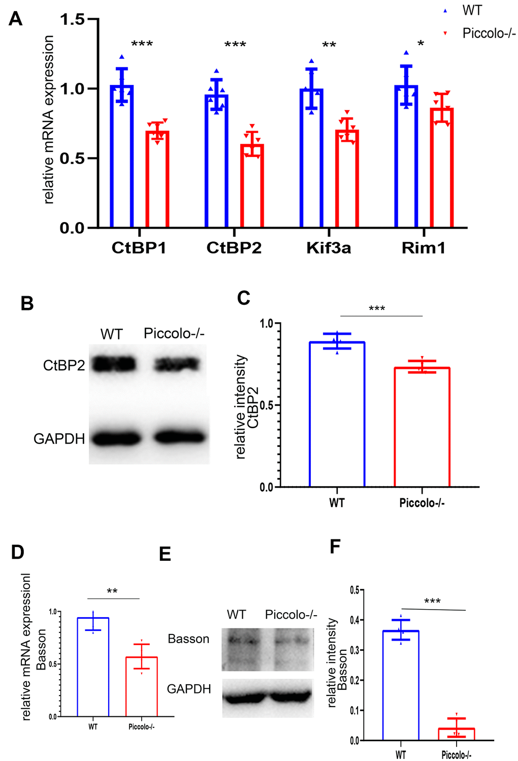 Expression levels of synaptic ribbon-related proteins in Piccolo-/- mice. (A) Relative mRNA levels of ribbon-related genes in Piccolo-/- and wild type (WT) mice. n=5. (B) Western blot analysis of CtBP2 in Piccolo-/- and WT mice (GADPH was used as the loading control.) n=5. (C) Relative CtBP2 band intensities normalized to GADPH. n=5. (D) Relative mRNA levels of Bassoon in Piccolo-/- and WT mice. n=5. (E) Western blot analysis of Bassoon in Piccolo-/- and WT mice. (GADPH was used as the loading control.) n=5. (F) Relative Bassoon band intensities normalized to GADPH. Data represent the means ± SD. **P 