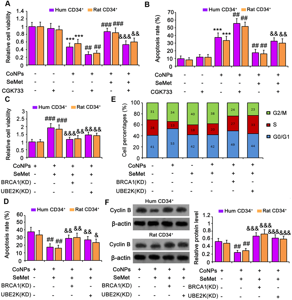 Suppression of DNA damage response signal attenuated the protection of SeMet against CoNPs. An inhibitor of ATM/ATR (CGK733) was added to CD34+ HSC/HPCs treated with SeMet and CoNPs. Afterwards, cells underwent cell viability (A) and apoptosis (B) assays. BRCA1 and UBE2K were silenced in CD34+ HSC/HPCs, followed by cell viability (C), apoptosis (D), cell cycle (E) and western blot assays (F). ***p  0.001 vs. control cells that did no subjected to any treatments. ##p  0.01 and ###p  0.001 vs. cells treated with CoNPs alone. &p  0.05, &&p  0.01 and &&&p  0.001 vs. cells treated with SeMet and CoNPs in combination.