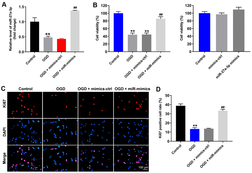 OGD-induced HT22 cell growth inhibition is significantly reversed by miR-27a-3p mimics. HT22 cells were transfected with mimics-control or miR-27a-3p mimics and then treated with OGD. (A) Expression of miR-27a-3p in HT22 cells detected with q-PCR. (B) Viability of HT22 cells assessed with CCK-8 assays. (C) Ki67 staining (red) showing proliferation of HT22 cells. Nuclei were counterstained with DAPI (blue). (D) Rate of Ki67 positivity. **P##P