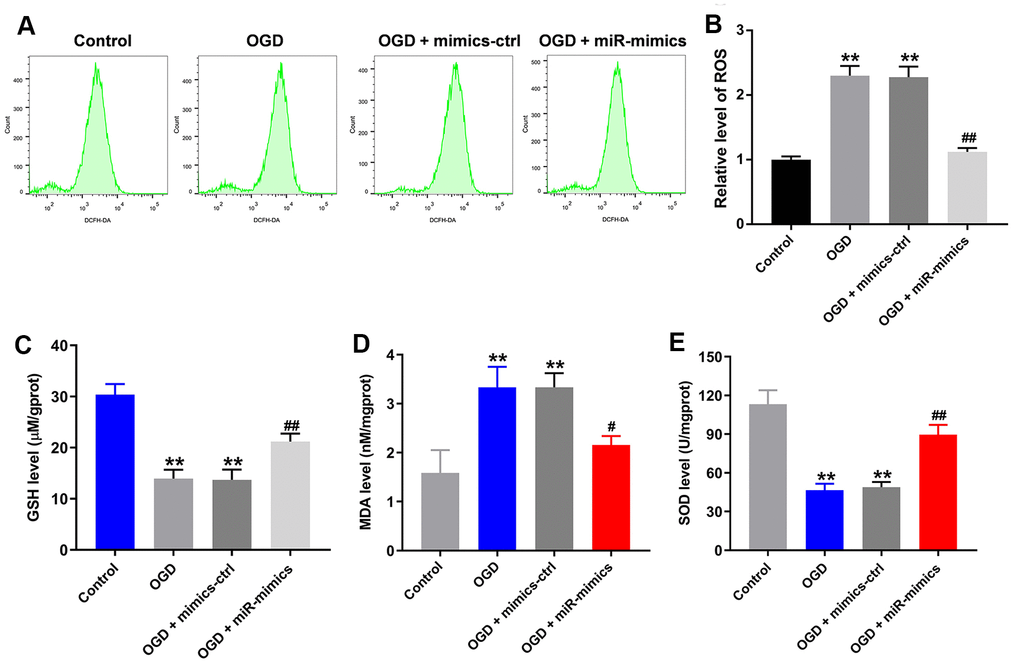 MiR-27a-3p protects against OGD-induced injury in HT22 cells. (A) FACS analysis of ROS level in HT22 cells. (B) Relative levels of ROS. (C–E) Glutathione (GSH) (C), malondialdehyde (MDA) (D) and superoxide dismutase (SOD) levels (E) in detected in supernatants of HT22 cells with ELISAs. **P#P##P
