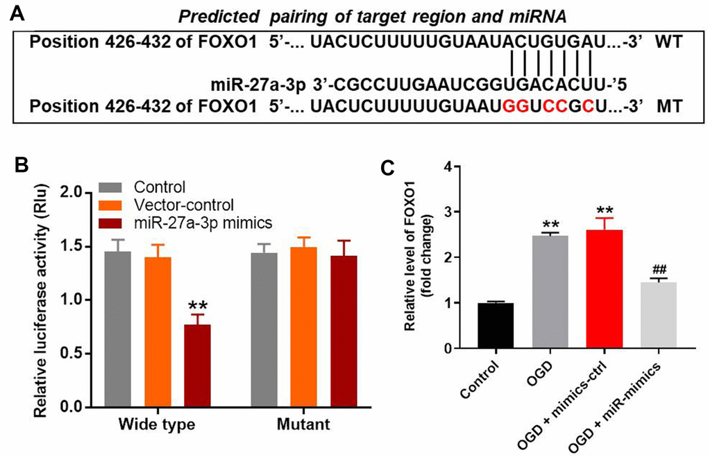 MiR-27a-3p directly targets FOXO1 in HT22 cells. (A) Gene structure of FOXO1 at position 426-432 indicates the predicted target binding site of miR-27a-3p in its 3'UTR. (B) Luciferase activity measured after co-transfecting with wild-type or mutant FOXO1 3′-UTR plasmid and miR-27a-3p mimics into HT22 cells. The results were normalized to Renilla luciferase activity. (C) RT-qPCR analysis of FOXO1 expression in HT22 cells. **P##P