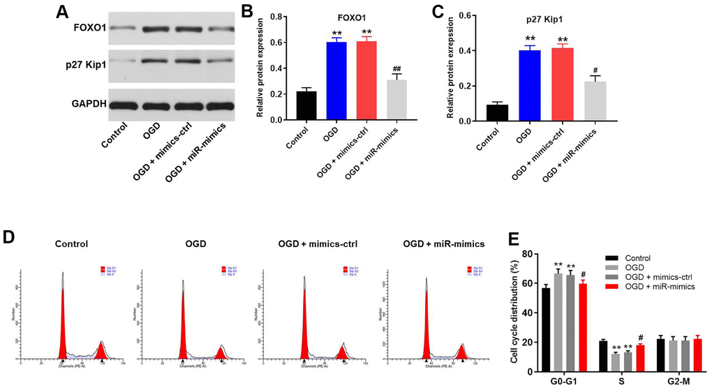 MiR-27a-3p reverses OGD-induced G1 arrest in HT22 cells via mediation of FOXO1/p27 Kip1 axis. (A) Western blotting showing the protein expression of FOXO1 and p27 Kip1 in HT22 cells. (B, C) Relative expression levels of FOXO1 (B) and p27 Kip1 (C) normalized to GAPDH. (D) FACS analysis of HT22 cell cycling after PI staining. (E) Cell cycle profile showing distribution of cells in G0/G1, S or G2 phase. **P#P##P