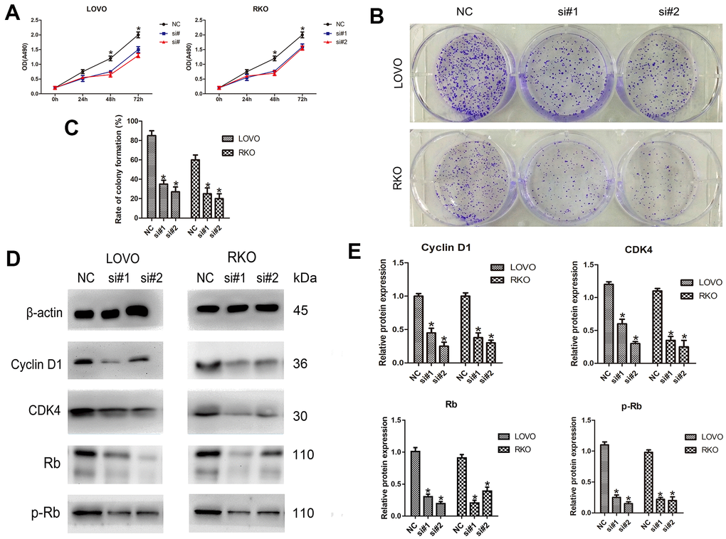LINC00665 knockdown inhibits the proliferation of CRC cells. (A) The CellTiter 96® AQueous One Solution Cell Proliferation assay showed different growth curves of LOVO and RKO cells after LINC00665 knockdown (n = 6; *P B, C) Colony formation analysis showed that the rates of colony formation in the LINC00665-knockdown groups were reduced compared with the control (NC) (n = 6; *P D, E) Cell cycle-related protein (cyclin D1, CDK4, Rb, and p-Rb) expression levels in the control (NC) and LINC00665-knockdown groups were determined by Western blotting (n = 6; *P 