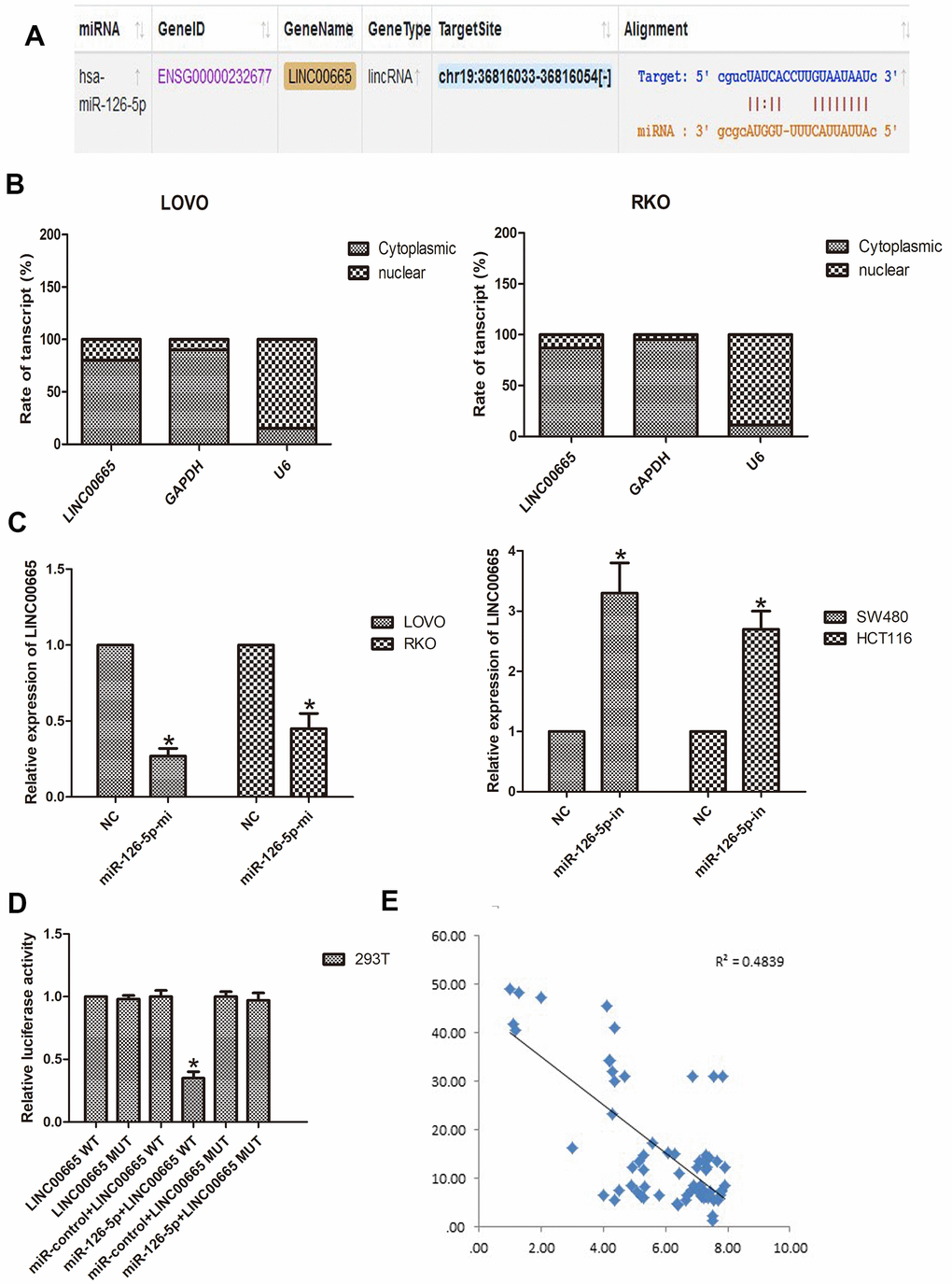 LINC00665 is a direct target of miR-126-5p and is inversely related to miR-126-5p in CRC. (A) Predicted miR-126-5p binding sites in the LINC00665 sequence. (B) Subcellular fractionation and qPCR analysis confirmed that LINC00665 was largely enriched in the cytoplasm of cells. (C) qPCR showed LINC00665 expression in cells transfected with a miR-126-5p inhibitor or mimic (n = 6, *P D) Luciferase reporter assay revealed the binding relationship between LINC00665 and miR-126-5p (n = 6, *P E) miR-126-5p mRNA levels were plotted against LINC00665 expression in CRC specimens, demonstrating a significant negative correlation (two-tailed Pearson’s correlation, r = 0.4839; P 