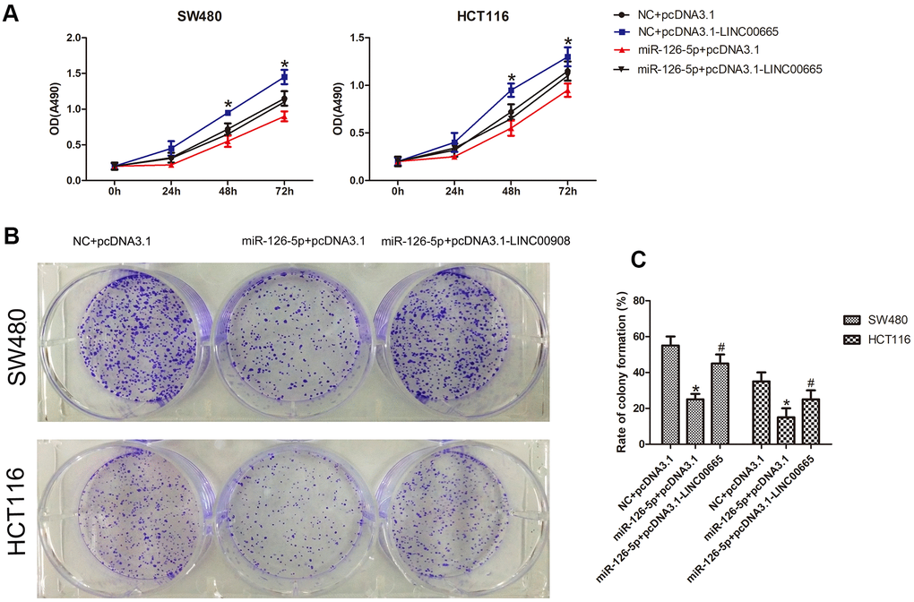 MiR-126-5p inhibits LINC00665 function. (A) CellTiter 96® AQueous One Solution Cell Proliferation assays of cells cotransfected with an NC mimic or miR-126-5p mimic and a control plasmid (pcDNA3.1) or LINC00665 expression plasmid (pcDNA3.1-LINC00665) (n = 6; *P P B, C) Cells cotransfected with the NC mimic or miR-126-5p mimic and LINC00665 expression plasmid were subjected to a colony formation assay (n = 6; *P P 