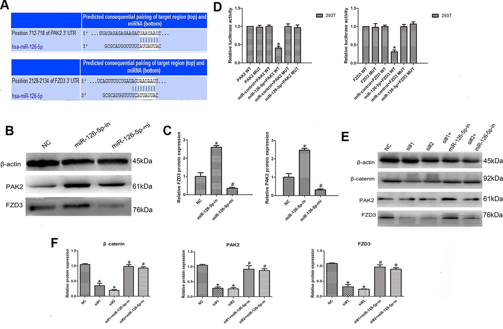LINC00665 regulates PAK2 and FZD3 expression by competitively binding with miR-126-5p in CRC. (A) Predicted miR-126-5p binding sites in the PAK2 and FZD3 sequences. (B, C) Western blotting was used to detect the levels of PAK2 and FZD3 in cells transfected with the miR-126-5p mimic and inhibitor (n = 6; *P D) Luciferase assays in 293T cells transfected with miR-126-5p and wild-type or mutant PAK2 and the FZD3 target sequence (n = 6, *P E, F) Western blotting showed the expression of PAK2, FZD3 and β-catenin in cells transfected with si-LINC00665 or cotransfected with si-LINC00665 and miR-126-5p inhibitor (n = 6; *P P 
