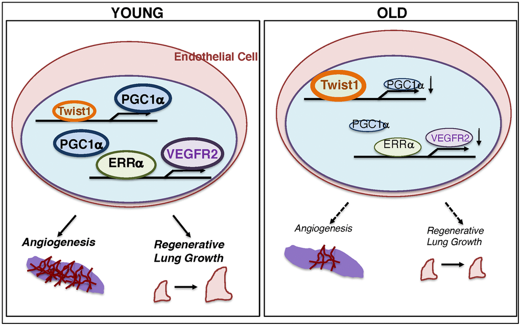 Schematic illustration of the angiogenic signaling pathways in young vs. aged ECs. Schematic illustration showing that Twist1 expression is higher in aged ECs, which decreases the expression of PGC1α and VEGFR2, and inhibits EC DNA synthesis and migration in vitro and blood vessel formation and alveolar regeneration in aged mice.
