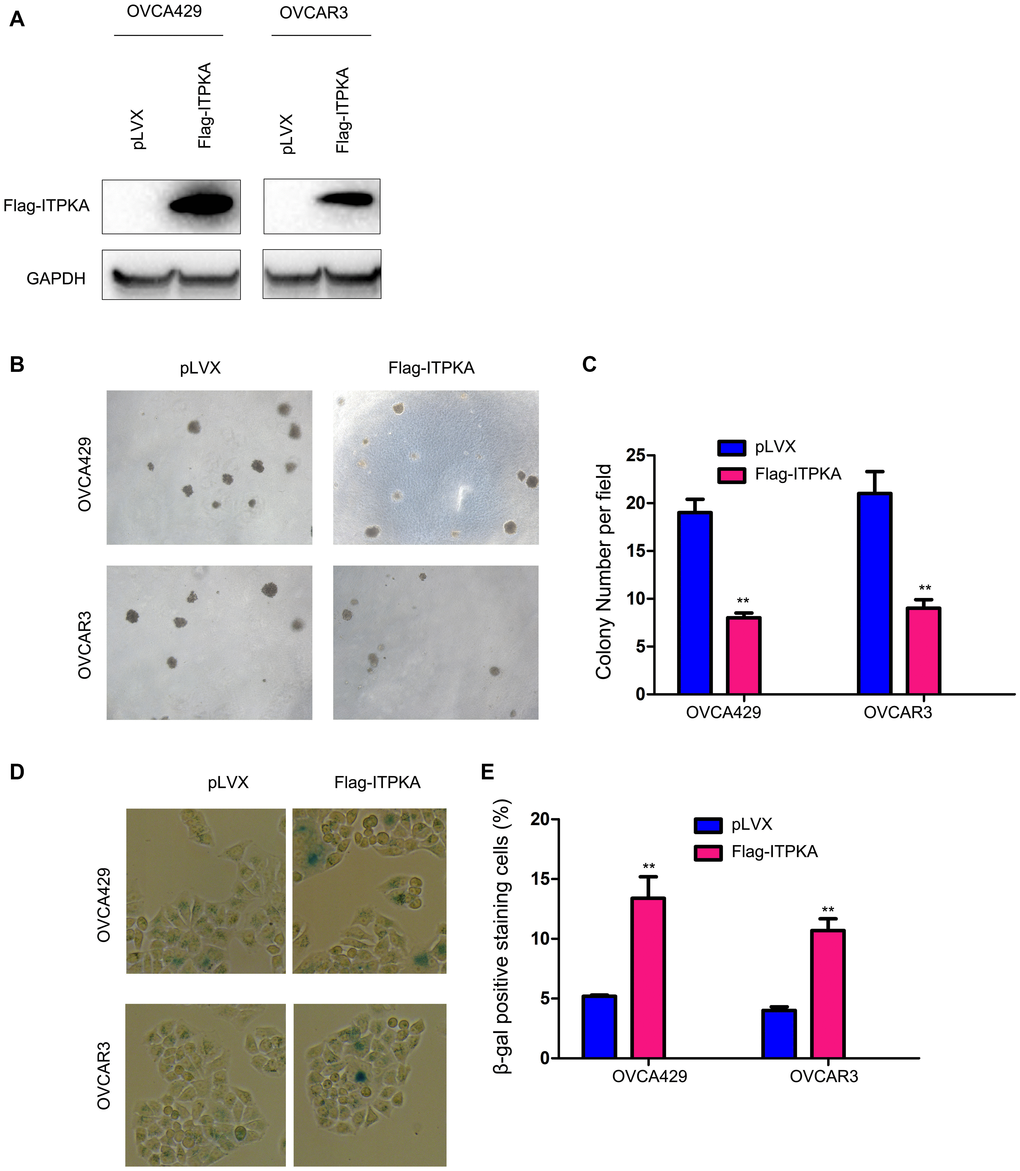 ITPKA inhibited colony formation and induced cell senescence in ovarian cancer. (A) Overexpression of ITPKA in OVCAR3 and OVCA429 cells. Cells were transfected with pLVX plasmids or pLVX-Flag-ITPKA plasmids. After selection, the resistant cells were examined for the expression of Flag-tagged ITPKA. (B) Effects of ITPKA on the colony formation of OVCAR3 and OVCA429 cells were examined using a soft agar assay. (C) Statistical analysis of (B). (D) Effects of ITPKA on the senescence of OVCAR3 and OVCA429 cells were examined using β-gal staining. (E) Statistical analysis of (D). **P 
