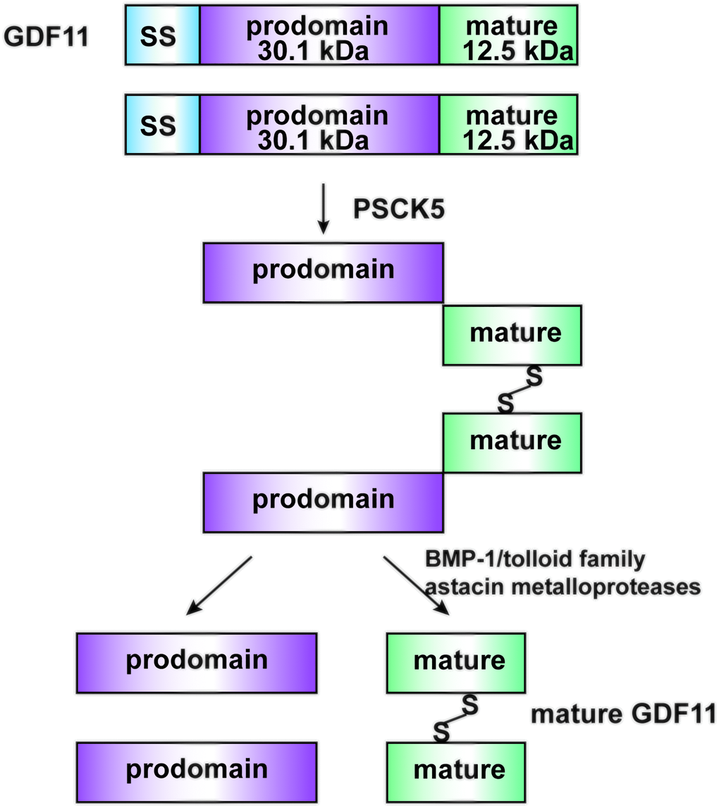 Structure and Maturation process of GDF11. GDF11 is cleaved by PCSK5 to form an inactive latent complex, which contains an N-terminal inhibitory pro-domain and two disulfide-linked carboxyl-terminal active domains. Then, members of the BMP1/Tolloid family of metalloproteinases cleave the latent complex at a single specific site to form the mature GDF11 and pro-peptide.